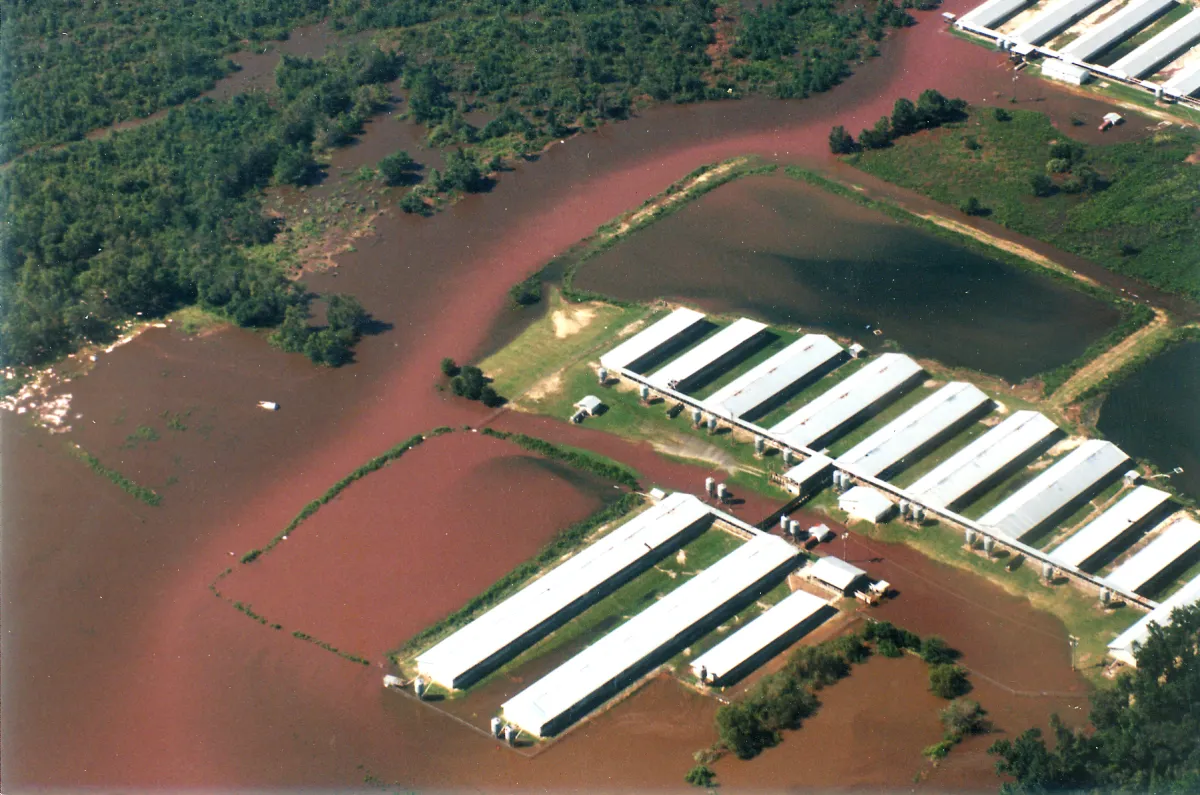 Aerial photo of a concentrated animal feeding operation in North Carolina. The CAFO is surrounded by flooding from the hog waste pits, which is brown and red in color and surrounding the entire operation. This flooding was exacerbated by Hurricane Floyd in 1999