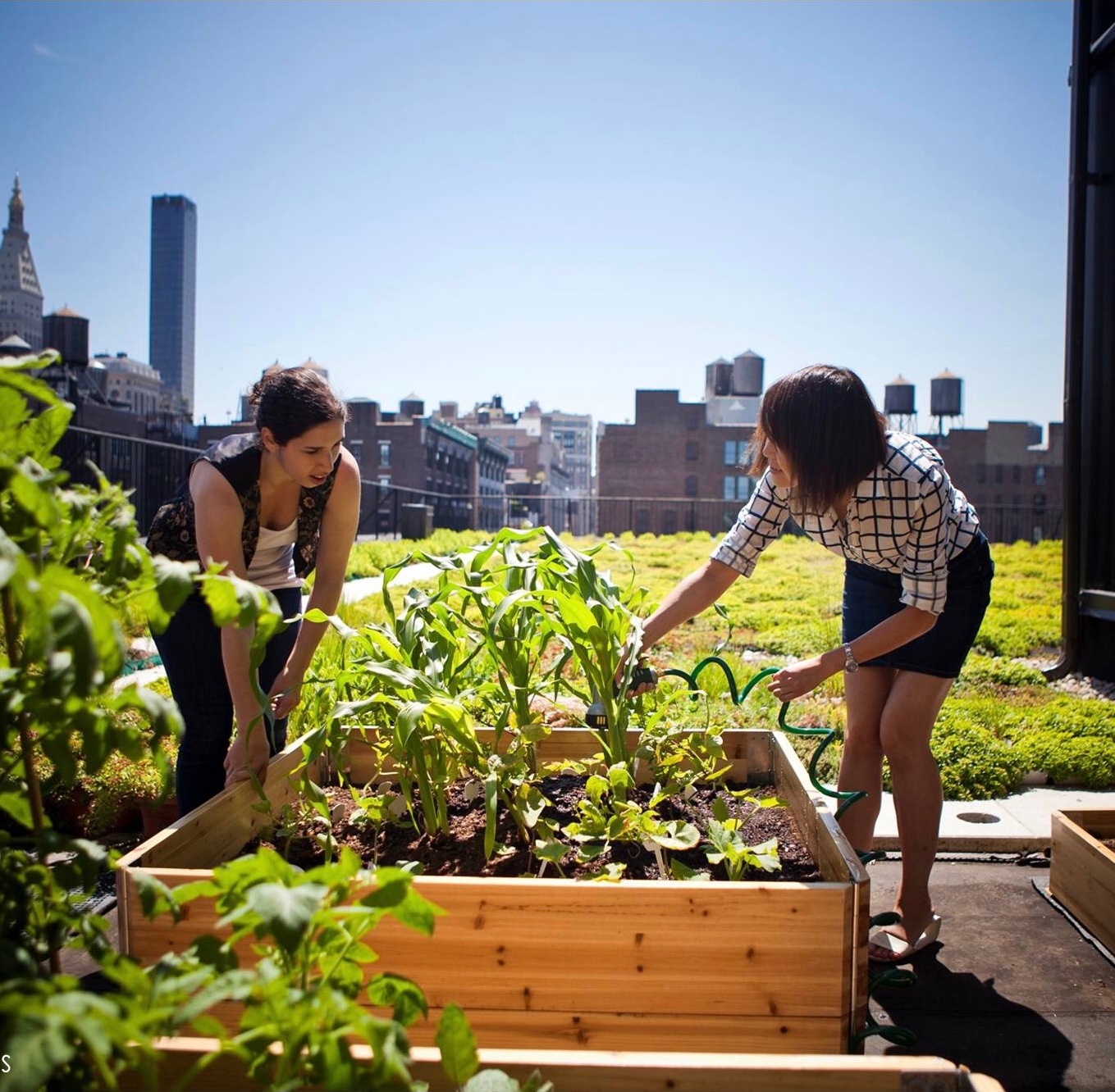 A sustainability expert is gardening on a rooftop in Brooklyn