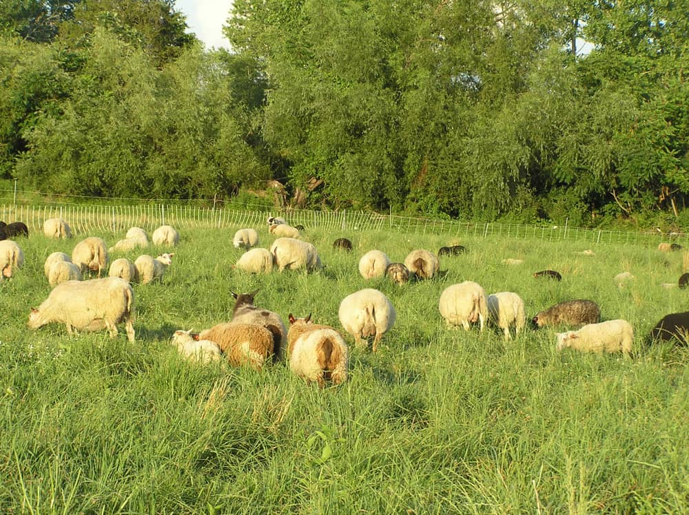 sheepfarm20-1uwsiqc
